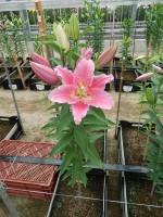 [4336 Benson VH No01.JPG]